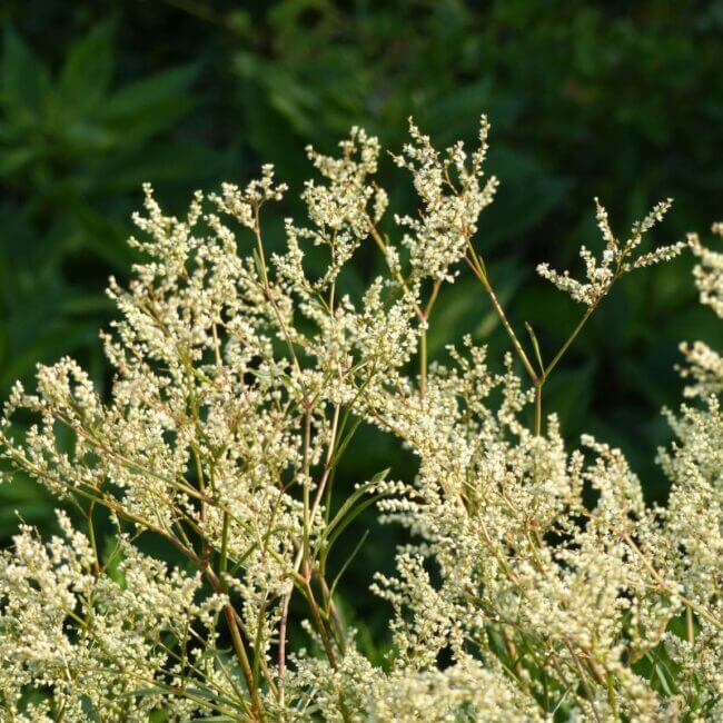 Aconogonon sericeum